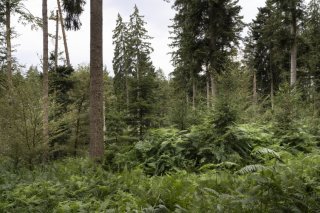 L'étude des écorces des arbres (dendrosciences) permet de conclure au caractère unique du réchauffement actuel (étude/photo d'illustration).